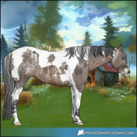 Horse Color:Powder White Brown Dun Merle Tobiano 