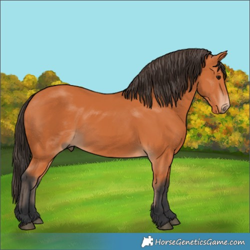 Horse Color:Bay 