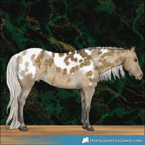 Horse Color:Silver Buckskin Dun Skewed Appaloosa 