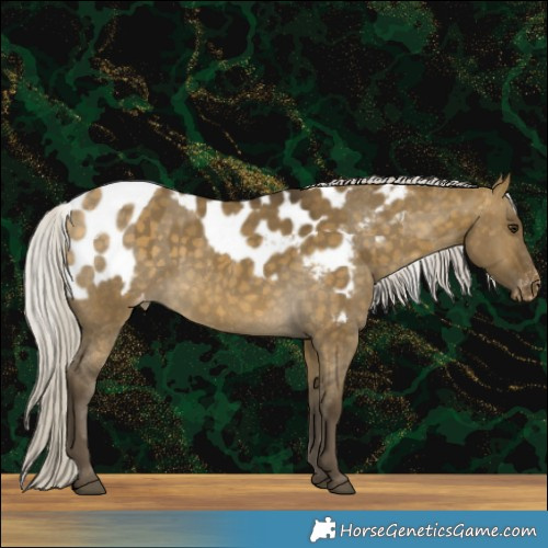 Horse Color:Silver Buckskin Dun Skewed Appaloosa