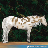 Horse Color:Silver Buckskin Dun Skewed Appaloosa 