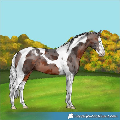Horse Color:Brown Merle Splash Tobiano 
