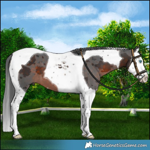 Horse Color:Brown Merle Splash Tobiano 