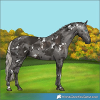 Horse Color:Gray White Spotted Silver Black Merle 
