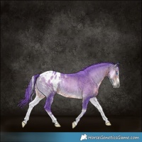 Horse Color:Gray Watercolor Buckskin Onyx Merle Splash Tobiano Blanket Rabicano 