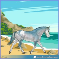 Horse Color:Watercolor Buckskin Onyx Merle Tobiano Blanket Rabicano