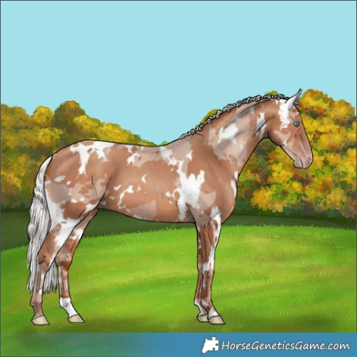 Horse Color:White Spotted Silver Amber Champagne Merle 