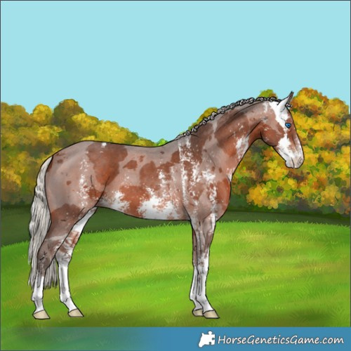 Horse Color:Silver Bay Merle Sabino 