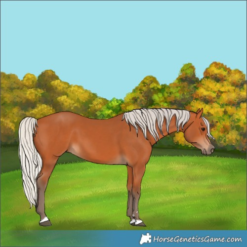 Horse Color:Silver Bay 