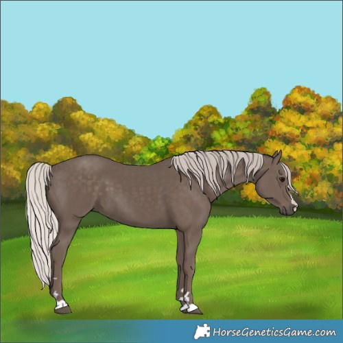 Horse Color:Silver Black