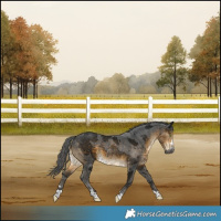 Horse Color:Gray Buckskin Merle