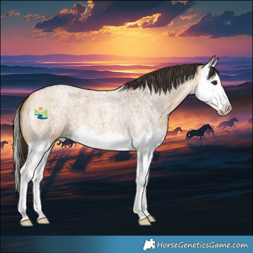 Horse Color:Buckskin Roan Splash 