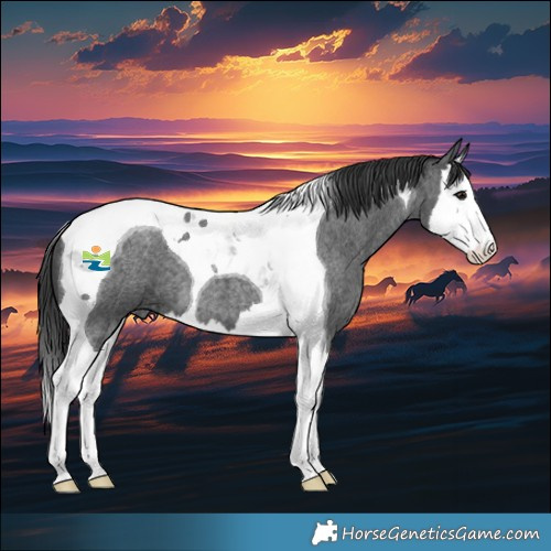 Horse Color:Blue Roan Splash Tobiano 