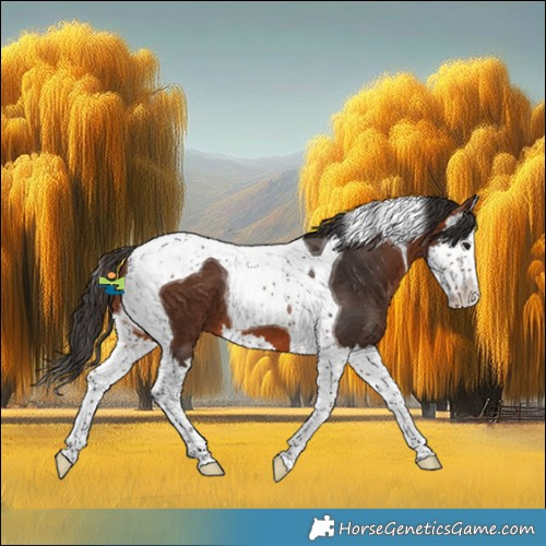 Horse Color:Bay Splash Tobiano 