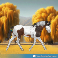 Horse Color:Bay Splash Tobiano