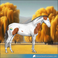 Horse Color:Bay Splash Tobiano