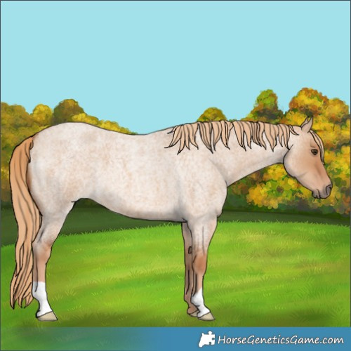 Horse Color:Red Dun Roan
