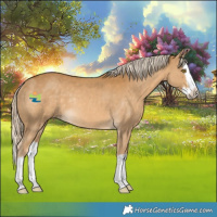 Horse Color:Palomino Splash Rabicano 