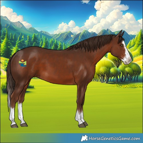 Horse Color:Liver Chestnut Splash 