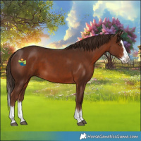 Horse Color:Liver Chestnut Splash 