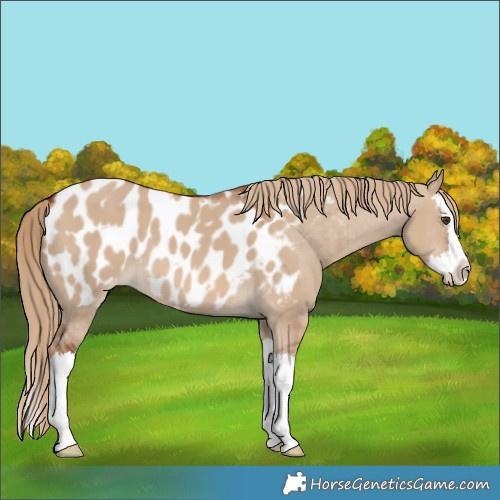 Horse Color:Red Dun Splash Appaloosa