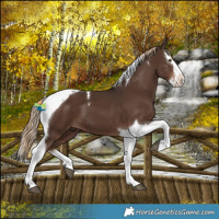 Horse Color:Liver Chestnut Splash Tobiano 