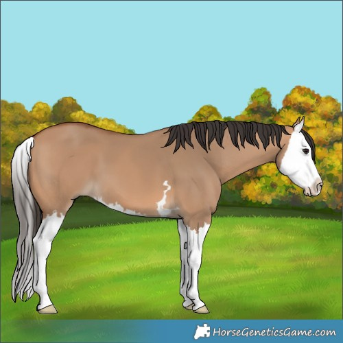 Horse Color:Bay Dun Splash 