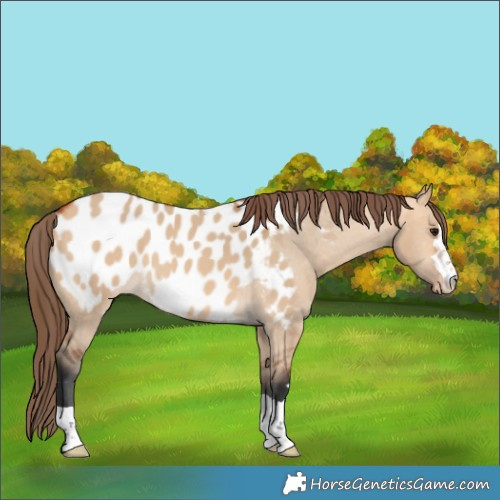 Horse Color:Bay Dun Appaloosa 