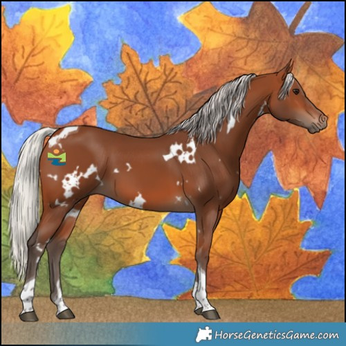 Horse Color:White Spotted Silver Brown Tobiano 