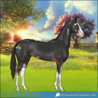 Horse Color:Liver Chestnut Sabino