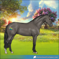 Horse Color:Grullo Varnish
