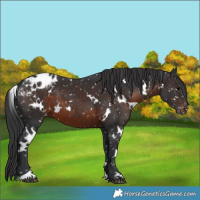 Horse Color:White Spotted Brown Appaloosa