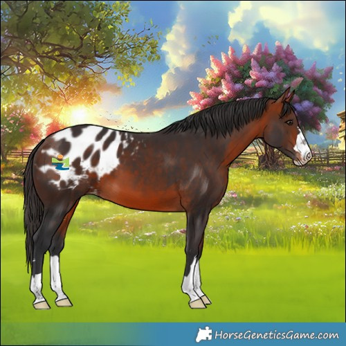 Horse Color:Bay Blanket 