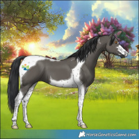 Horse Color:Grullo Tobiano