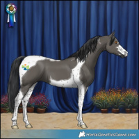 Horse Color:Grullo Tobiano 