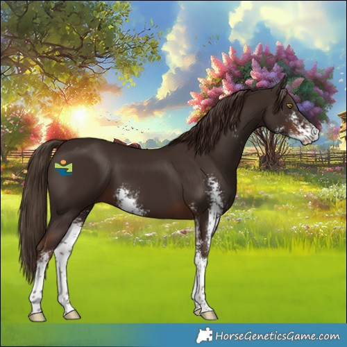 Horse Color:Liver Chestnut Sabino 