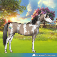 Horse Color:Brown Dun Sabino