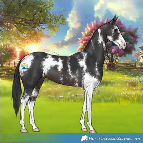 Horse Color:Brown Sabino 