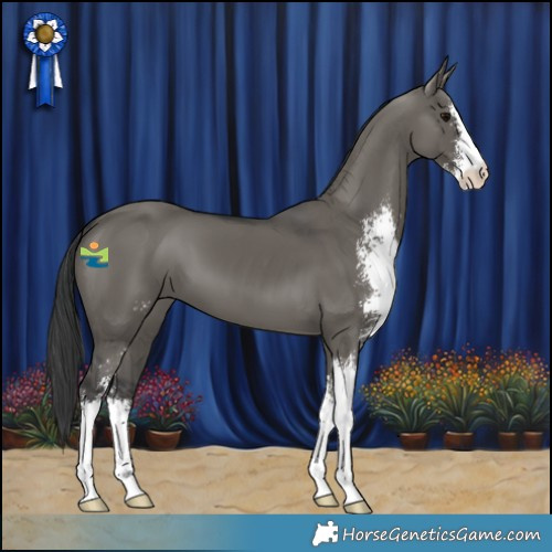 Horse Color:Grullo Sabino 