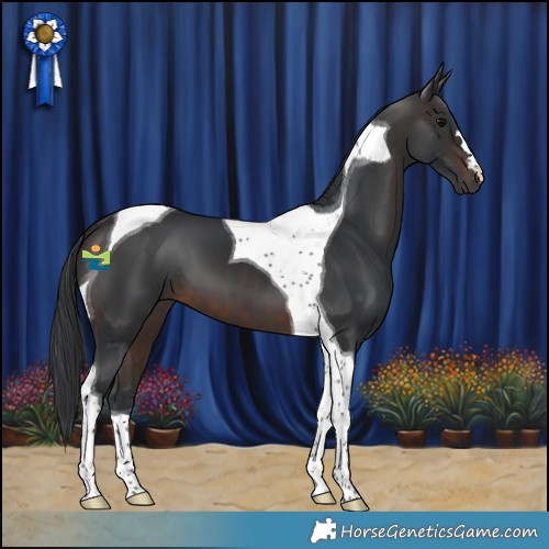 Horse Color:Brown Tobiano 