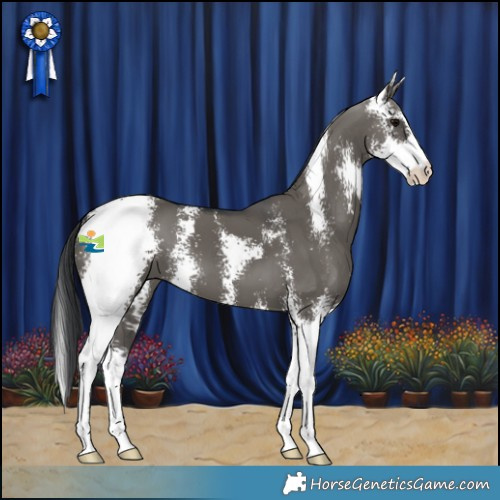 Horse Color:Grullo Sabino 