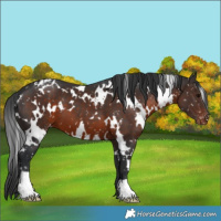 Horse Color:White Spotted Brown Appaloosa 