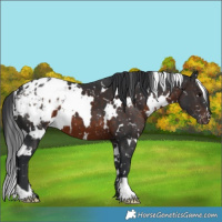 Horse Color:White Spotted Brown Appaloosa 