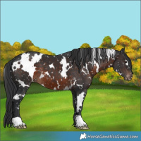 Horse Color:White Spotted Brown Appaloosa 