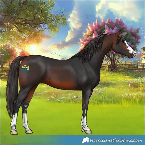 Horse Color:Bay 