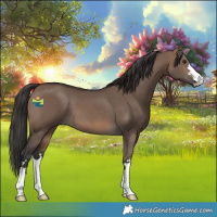 Horse Color:Brown Dun