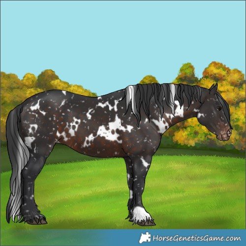 Horse Color:White Spotted Brown Appaloosa