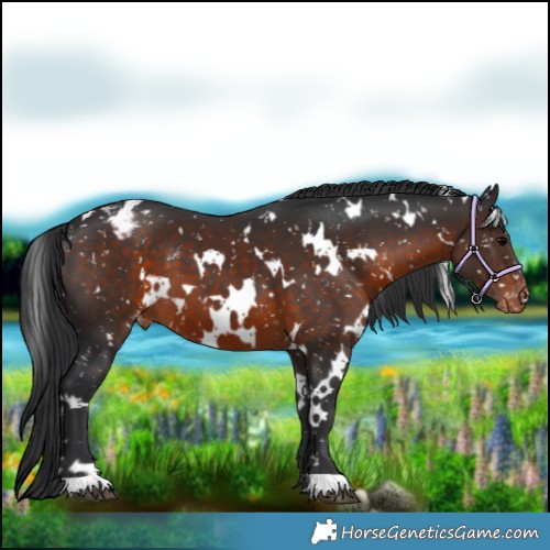 Horse Color:White Spotted Brown Appaloosa 
