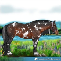 Horse Color:White Spotted Brown Snowflake Varnish