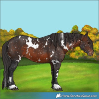 Horse Color:White Spotted Brown Snowflake Varnish 
